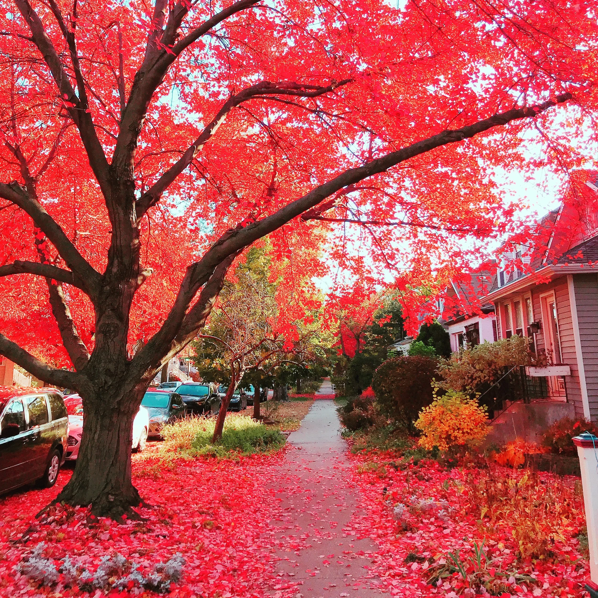 Peak fall at Berwyn & Oaklely.jpeg
