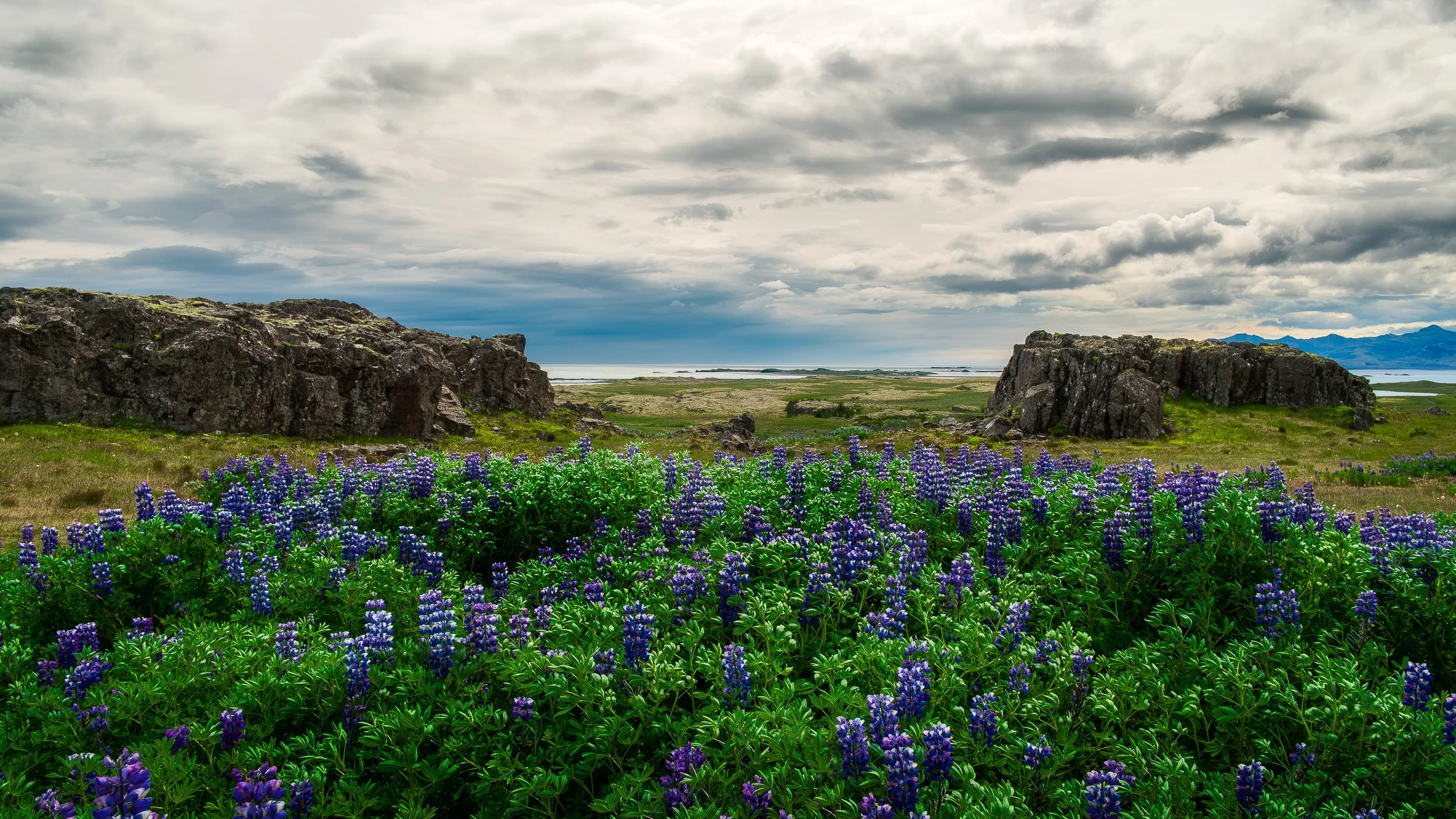 Lupines and Rock Formations | C25-0012