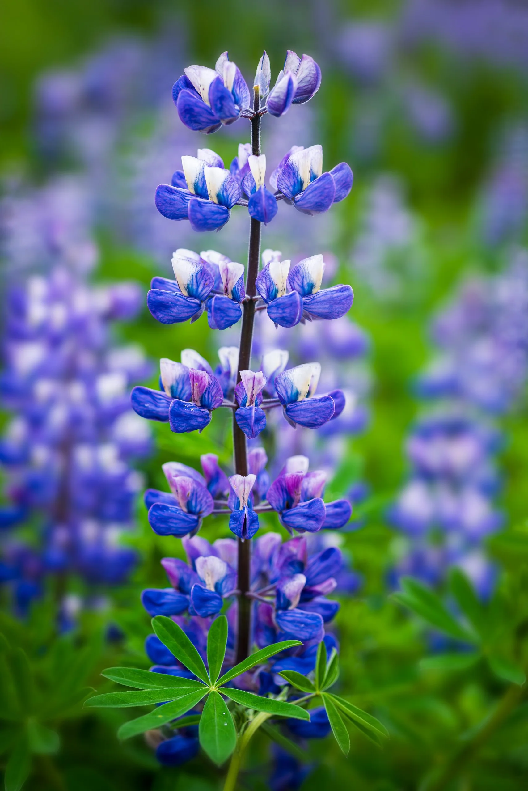 Alaskan Lupine | C25-0021