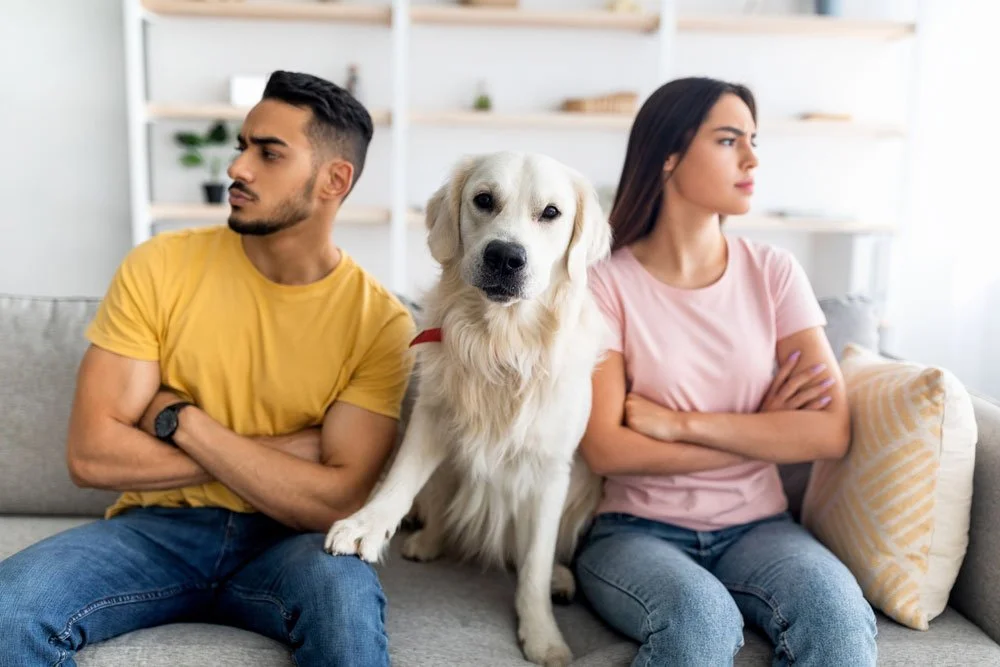 Pet Custody in a Texas Divorce: Who Actually Keeps the Dog When You Split