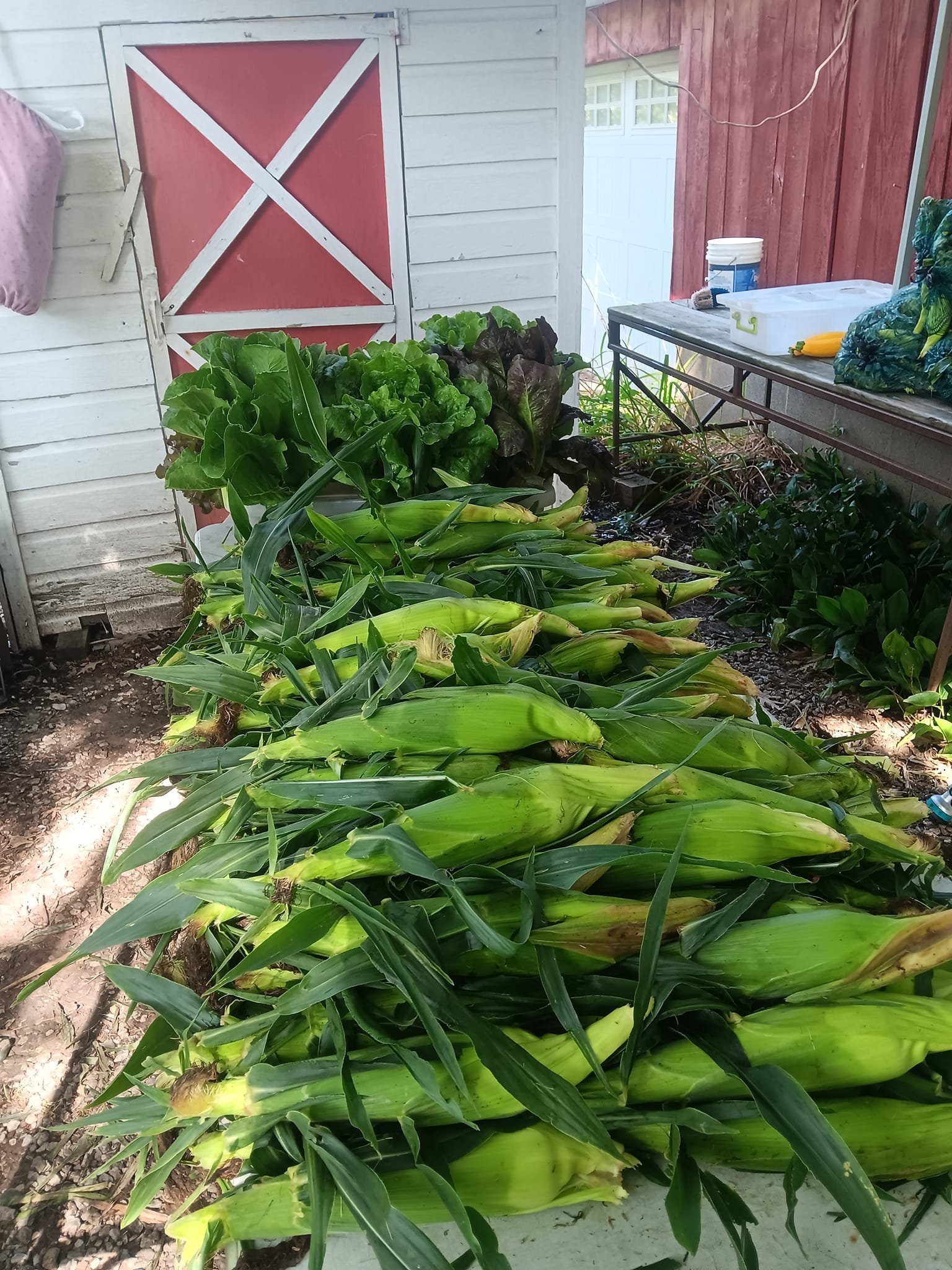 wolframcorn.jpg
