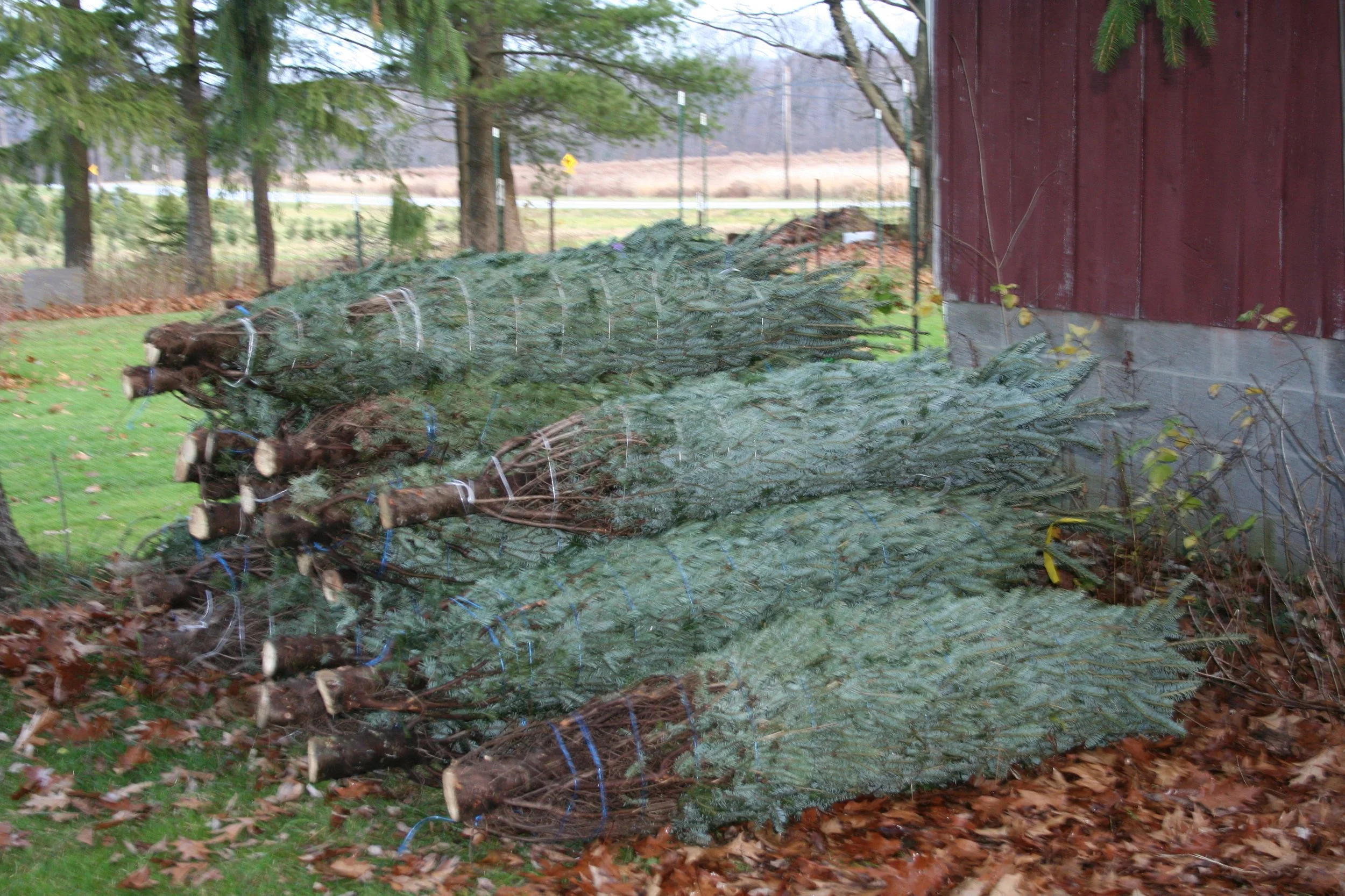 2009ChristmasTrees 022.jpg