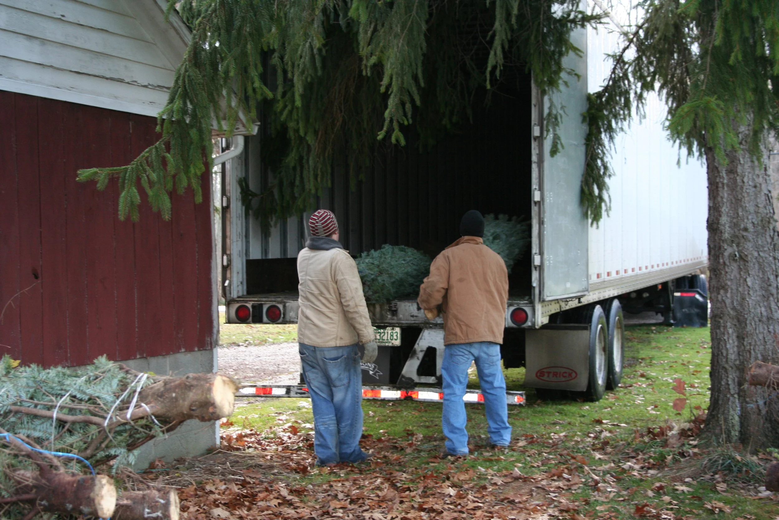 2009ChristmasTrees 021.jpg