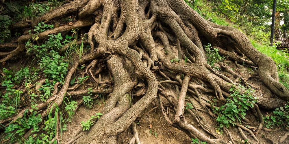 Preventing Tree Root Damage in Seattle Sewer Lines
