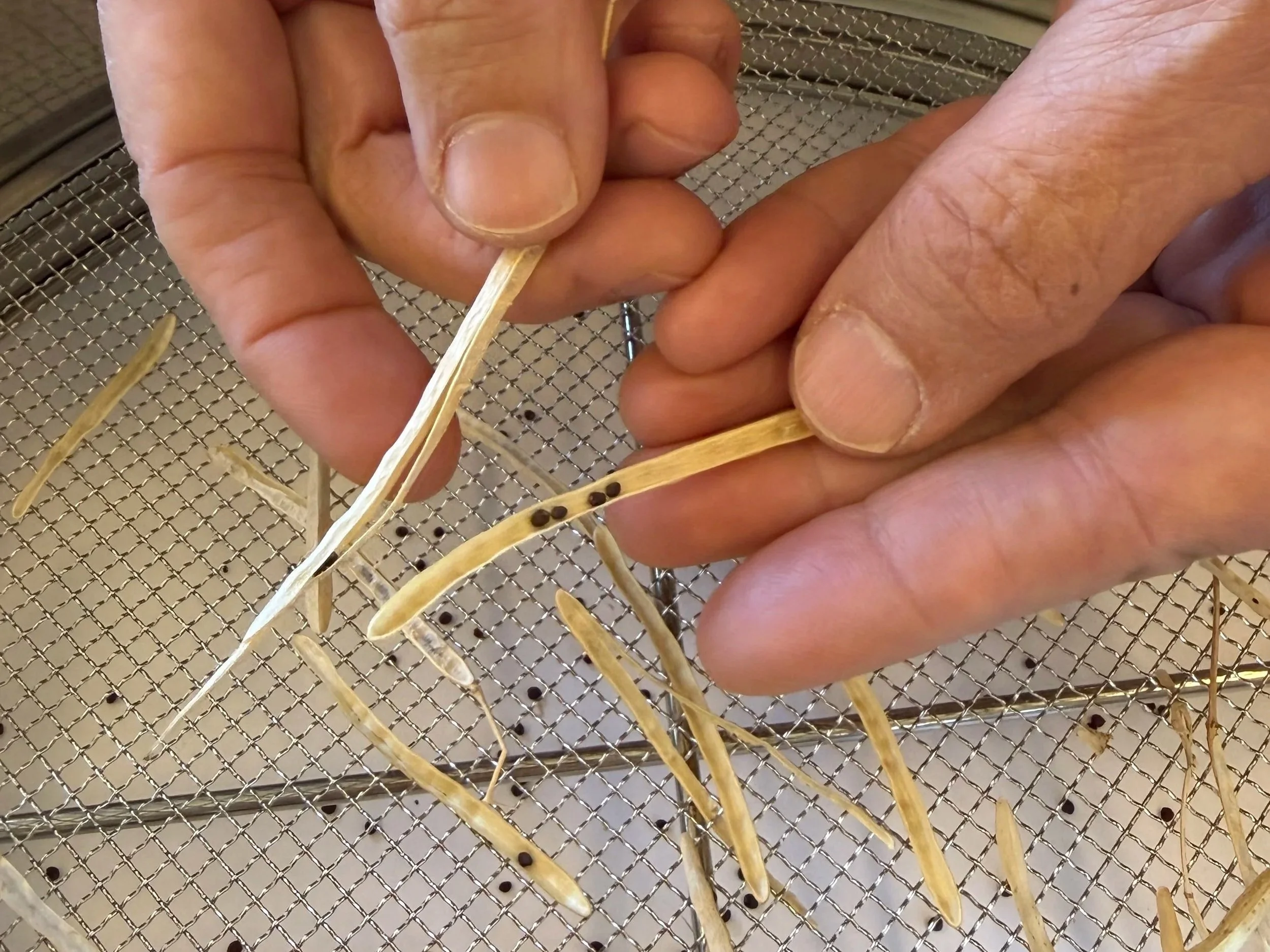 NEW! Roslyn Seed Library Presentation