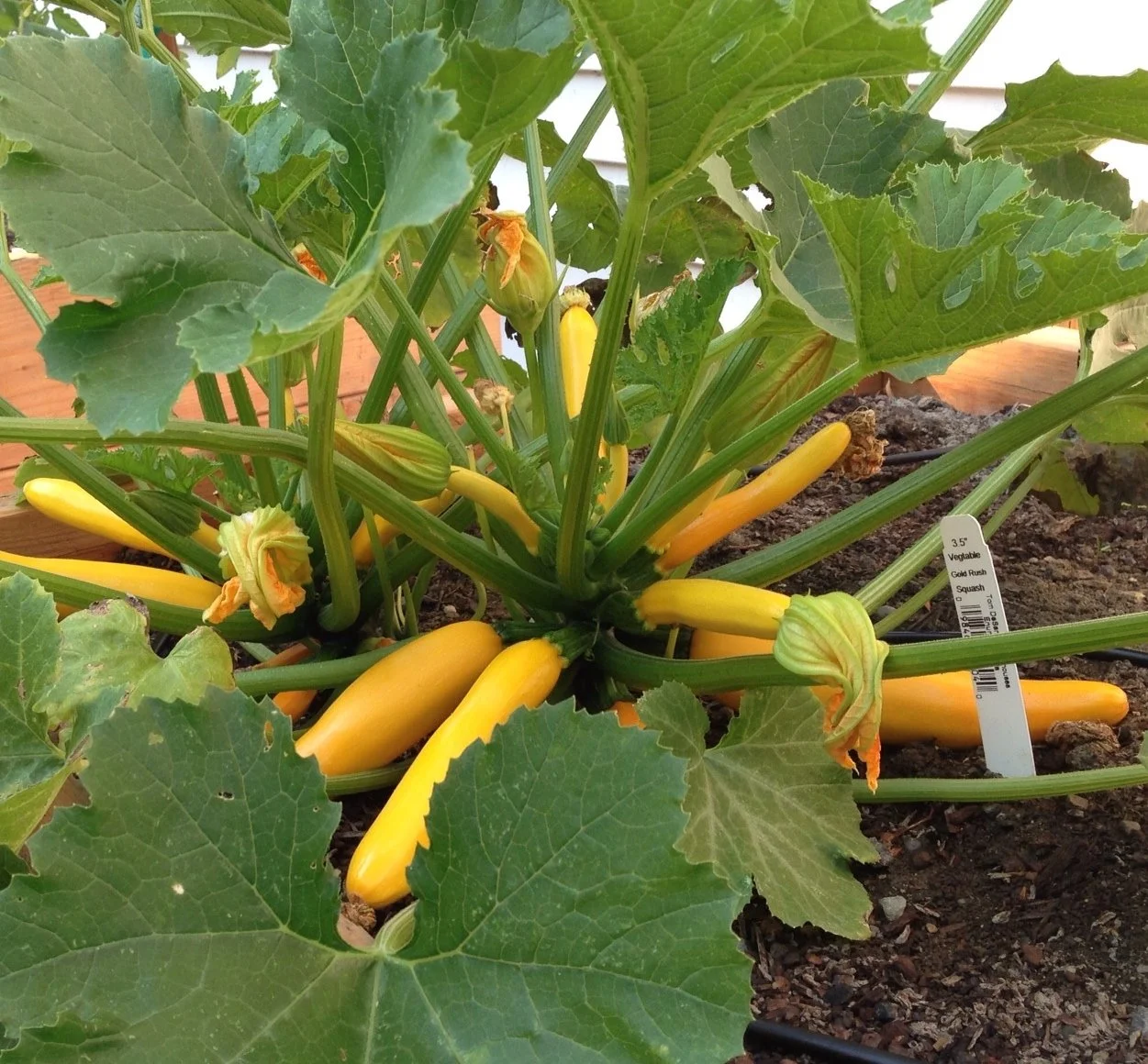 How to Start a Vegetable Garden