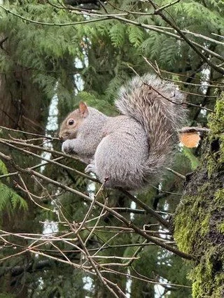 This morning held a softness.

My husband and I were out walking. The sun filtered through the trees. The grass still held its shine. The park moved slowly, as if waking.

Then I looked up.

He sat perfectly still. Alert. Calm. Almost aware of being 