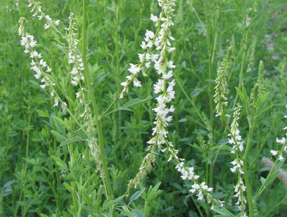 white_sweetclover.jpg