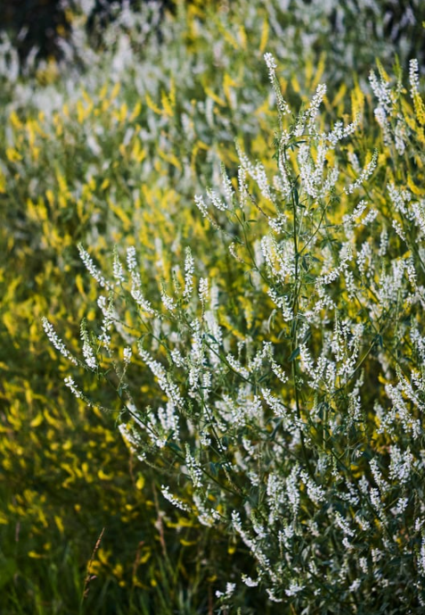 Invasives — Anchorage Cooperative Invasive Species Management Area (ANC ...