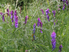 Vetch Alaska Invasives — Anchorage Cooperative Invasive Species Management Area (ANC ...