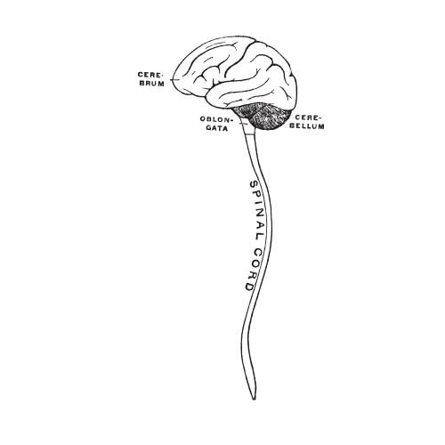 Diagram of the brain and spinal cord, showing the cerebrum, cerebellum, and brain stem connected to the spinal cord. Depicting nervous system healing.