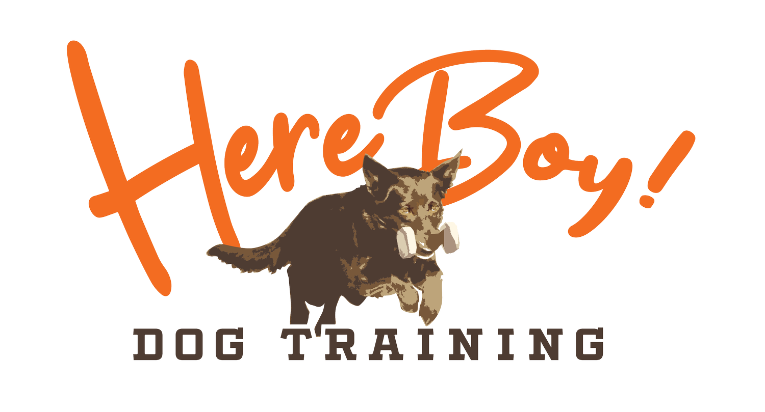 Here Boy Dog Taining