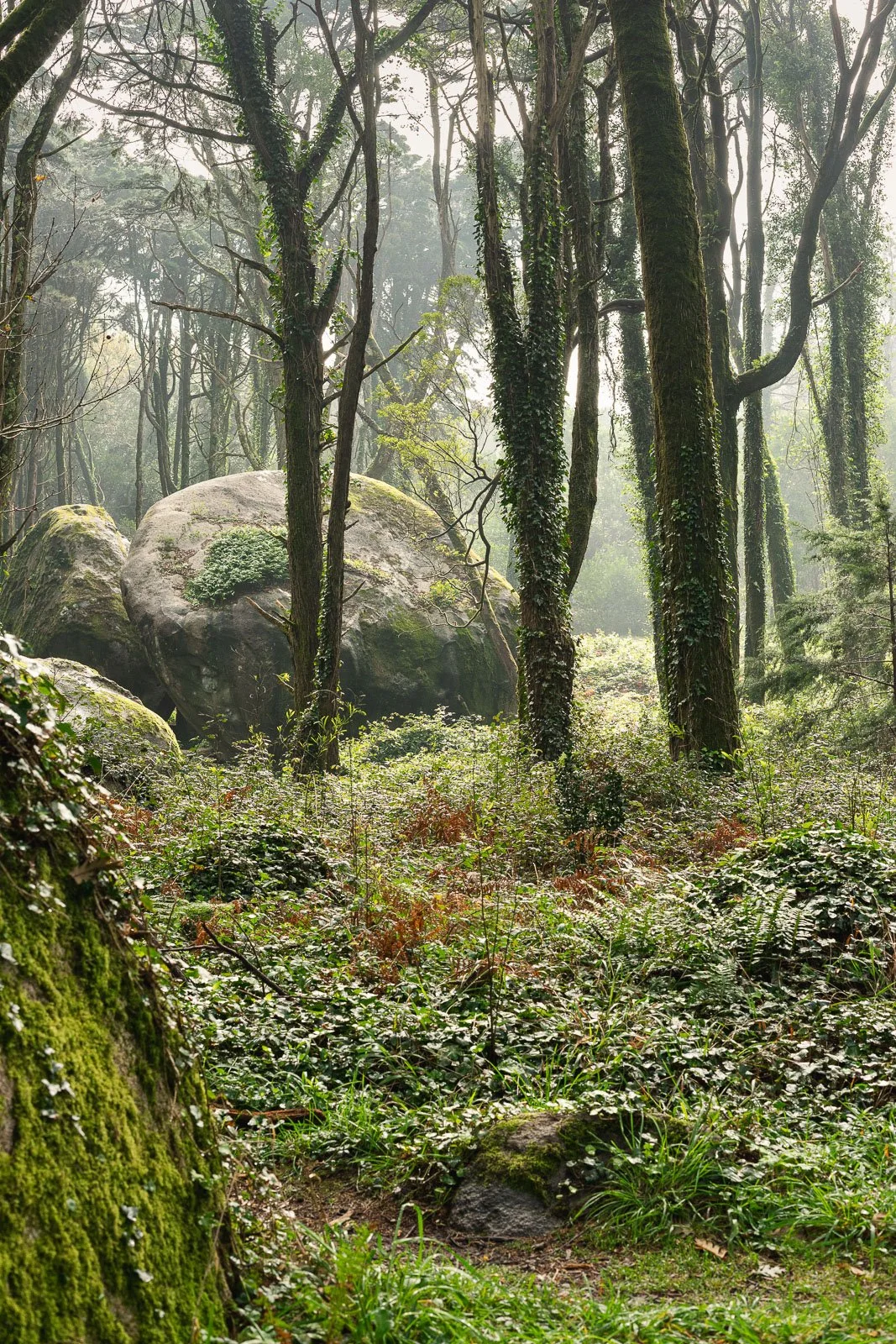 Cena de uma floresta com árvores cobertas de musgo, grandes rochas e vegetação densa ao chão, com luz suave filtrando através das árvores.