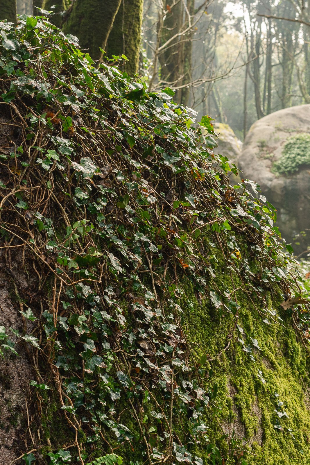 Gestão de árvores e plantas com folhagem verde sobre tronco de árvore em floresta.
