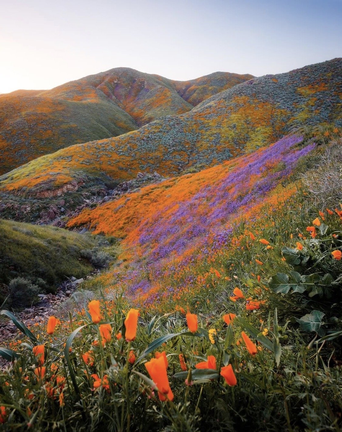 Colorful hillside covered with orange, purple, and green plants and flowers, with mountain ranges in the background and a clear sky.