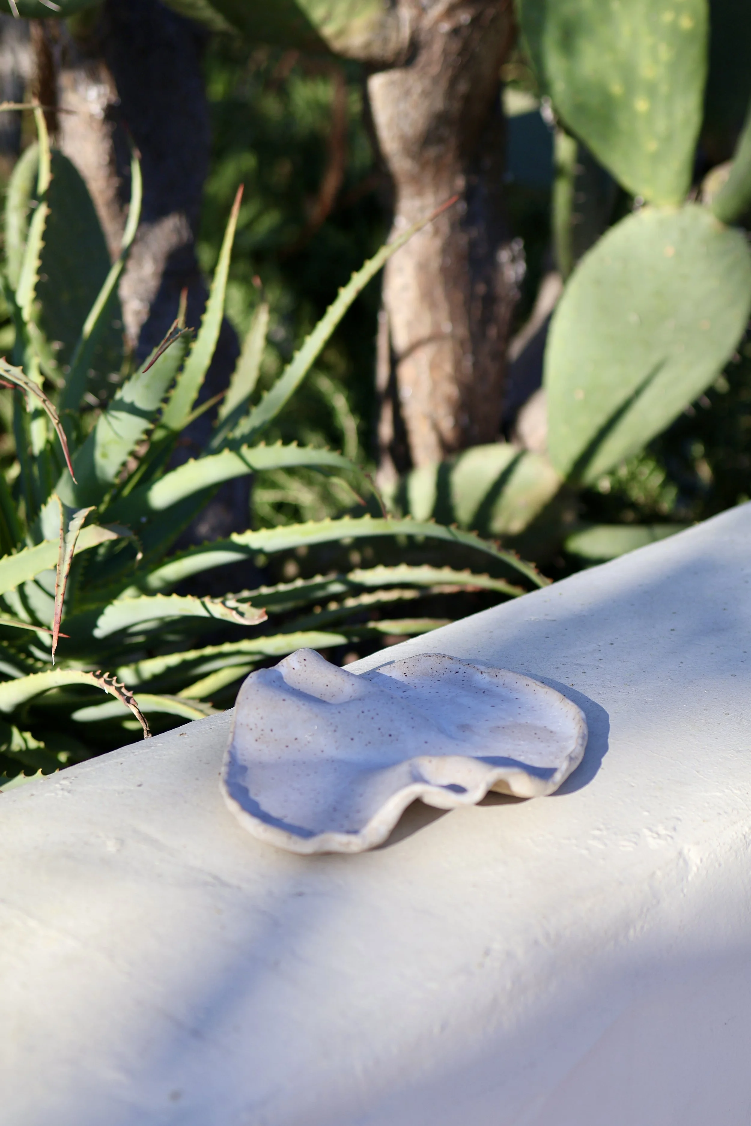 wave plate on top of a concrete outdoor wall with ojai succulents behind