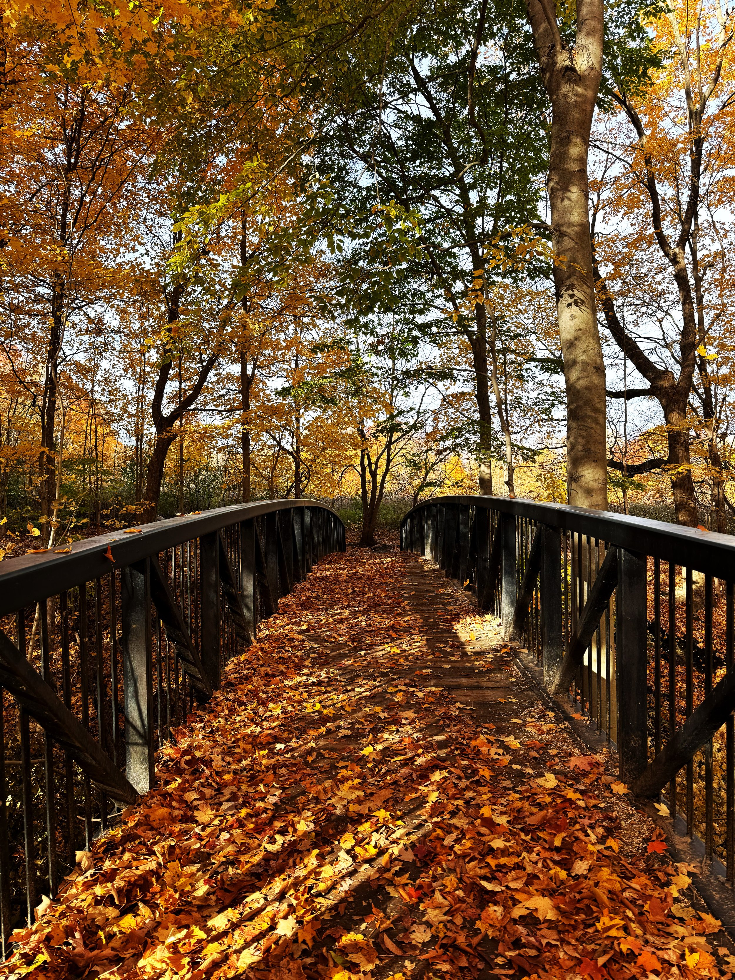 Meadowlily Woods Trail, London, ON, Canada