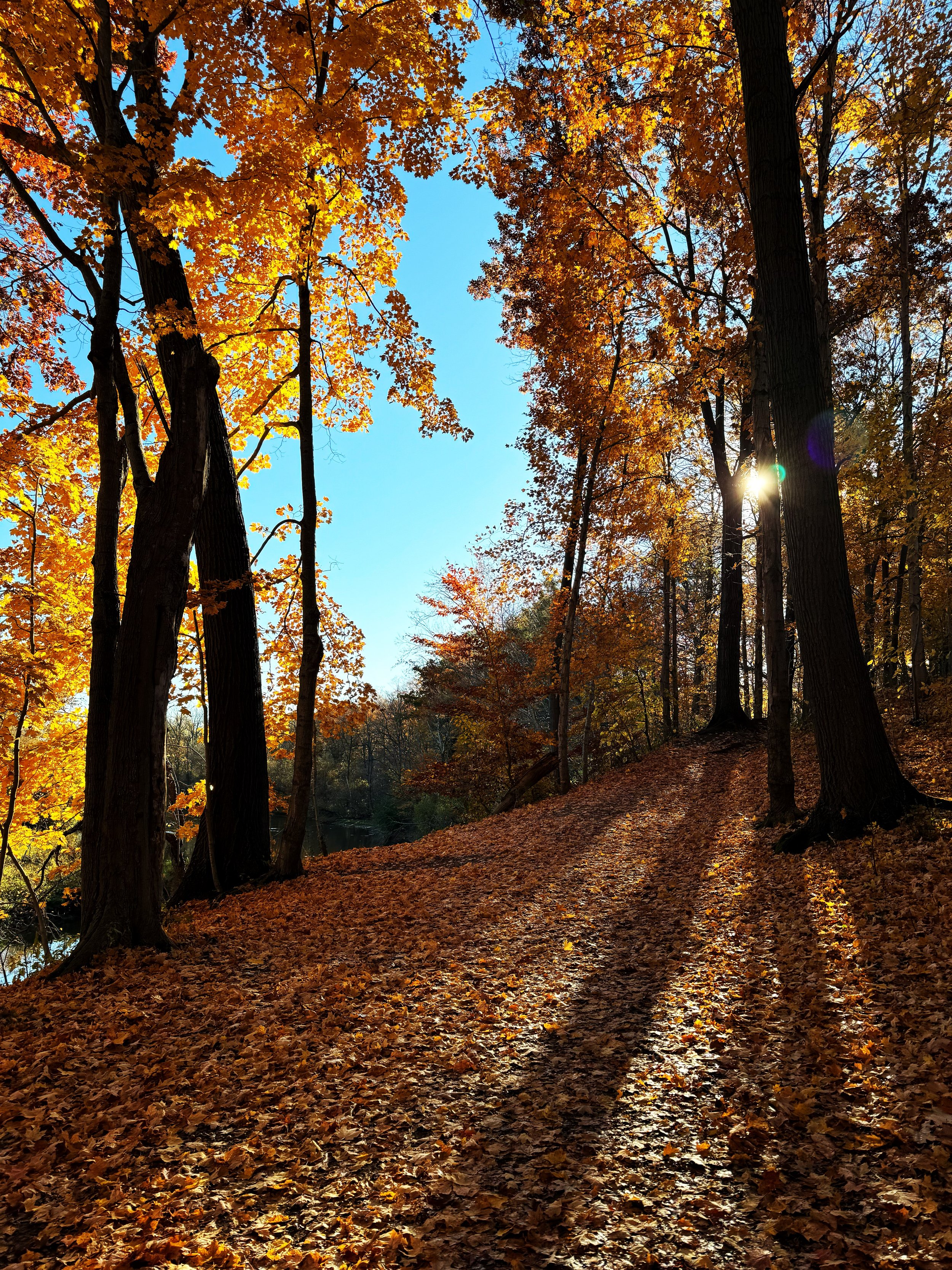 Meadowlily Woods Trai, London, ON, Canada