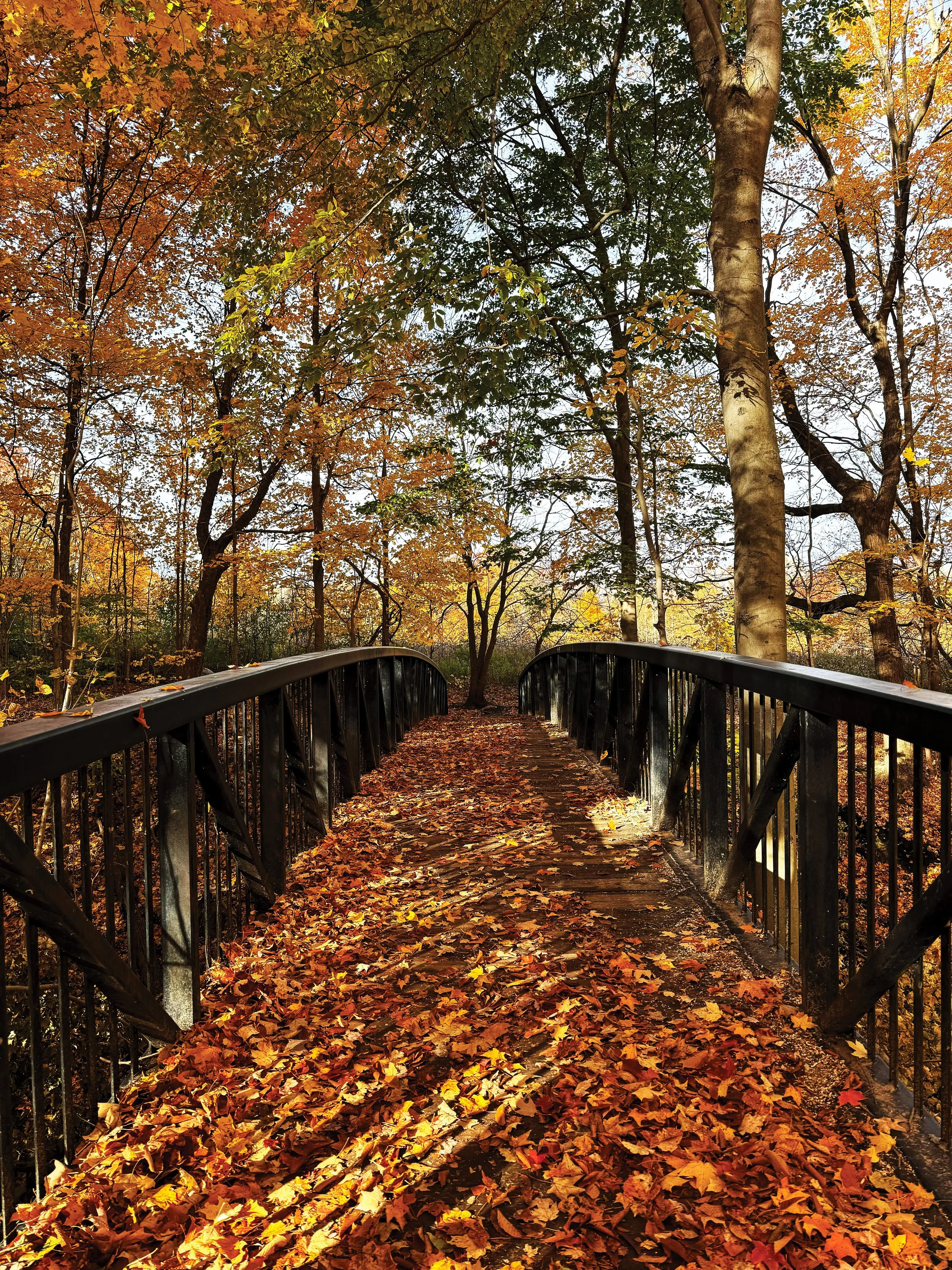 Meadowlily Woods Trail, London, ON, Canada