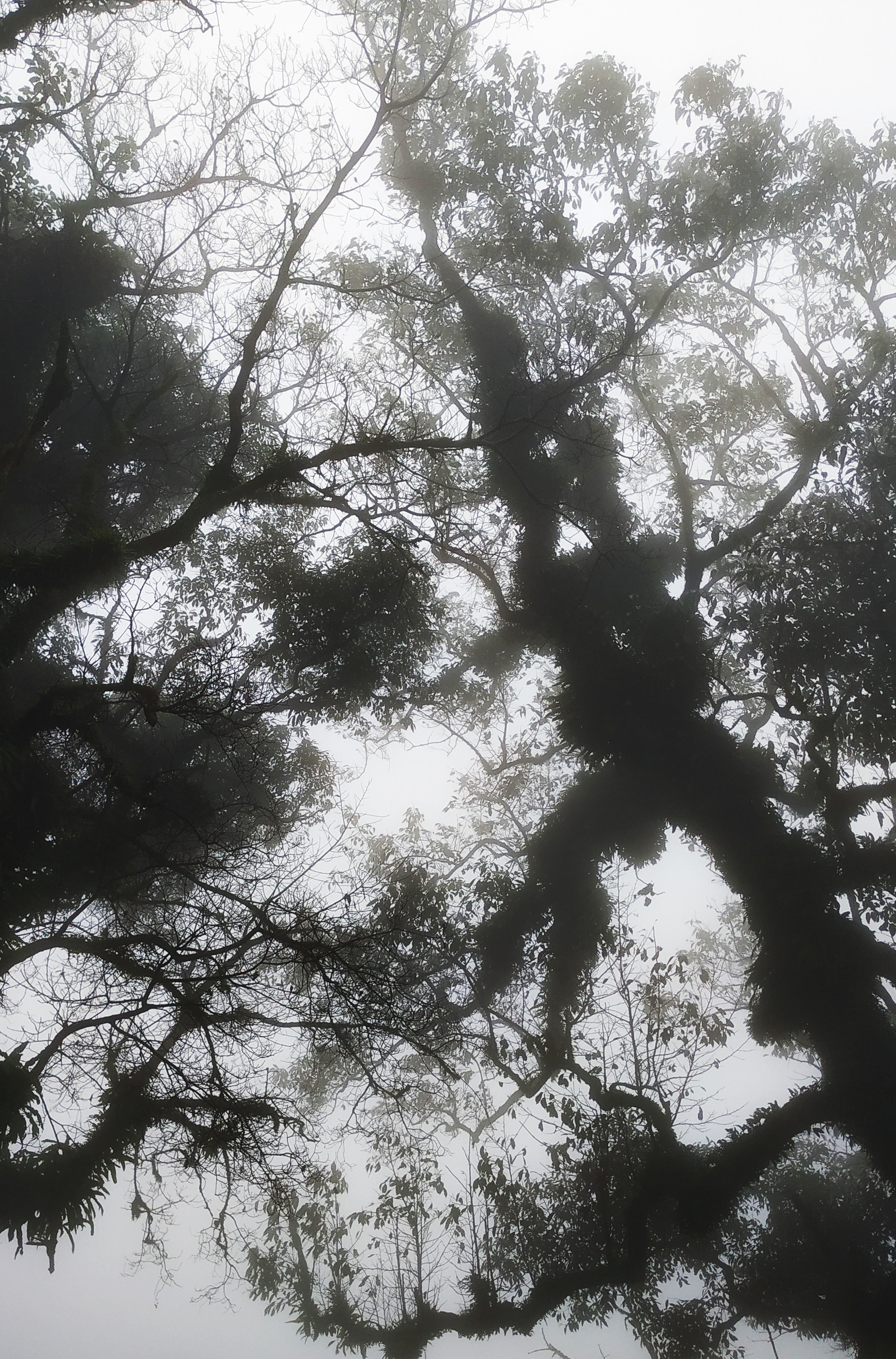Chikmagalur Hills, Karnataka, India