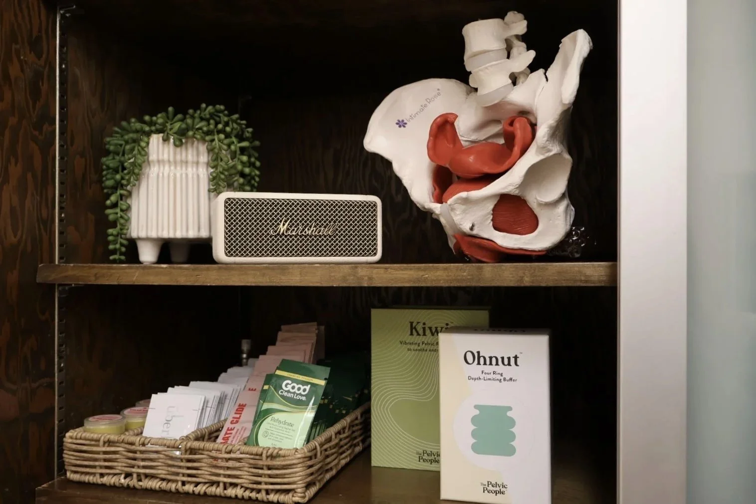 A wooden shelf containing a potted plant with cascading green leaves, a small Marshall speaker, a pelvic bone model with a highlighted reproductive organ, and various pamphlets and boxes about pelvic health.
