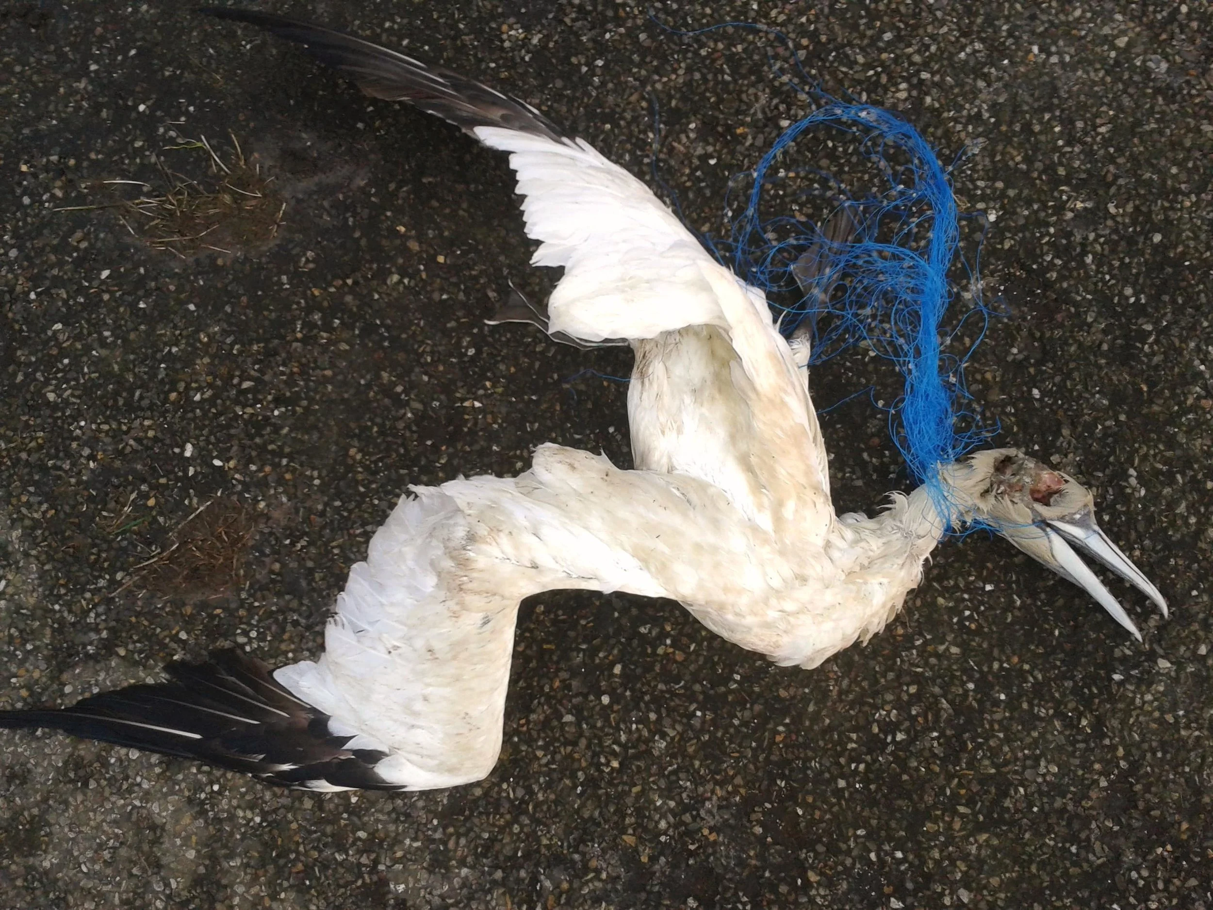 Bird Net.jpeg