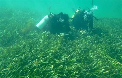 SeaGrass Restporation.jpg