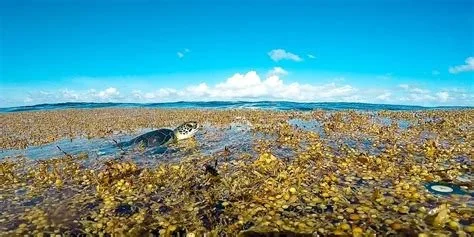 Sargassum turtle.jpg