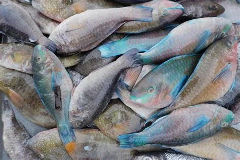 Parrotfishdead.jpg