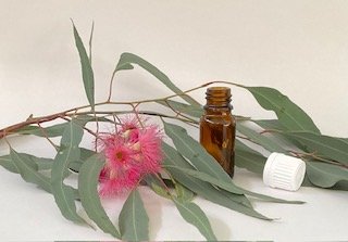 Eucalyptus flowers, green leaves, and a small aromatherapy amber glass bottle with a white cap on a white surface.