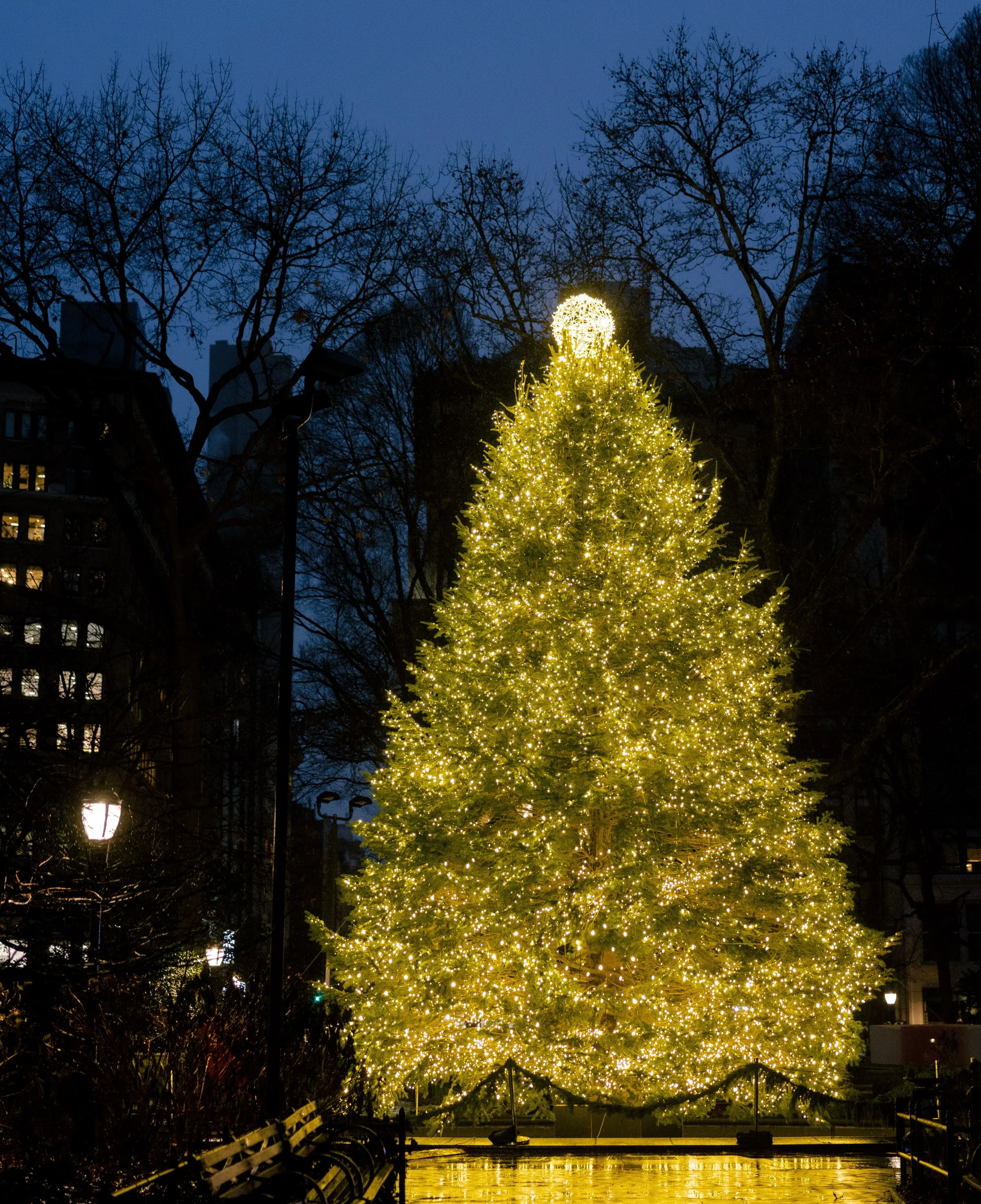 Thousands of lights, one iconic park ✨

#holidaycollective #nyc #christmasinnewyork #newyorklife #treelighting