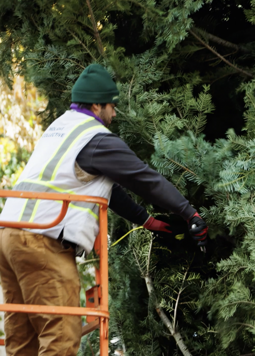 installation holiday tree