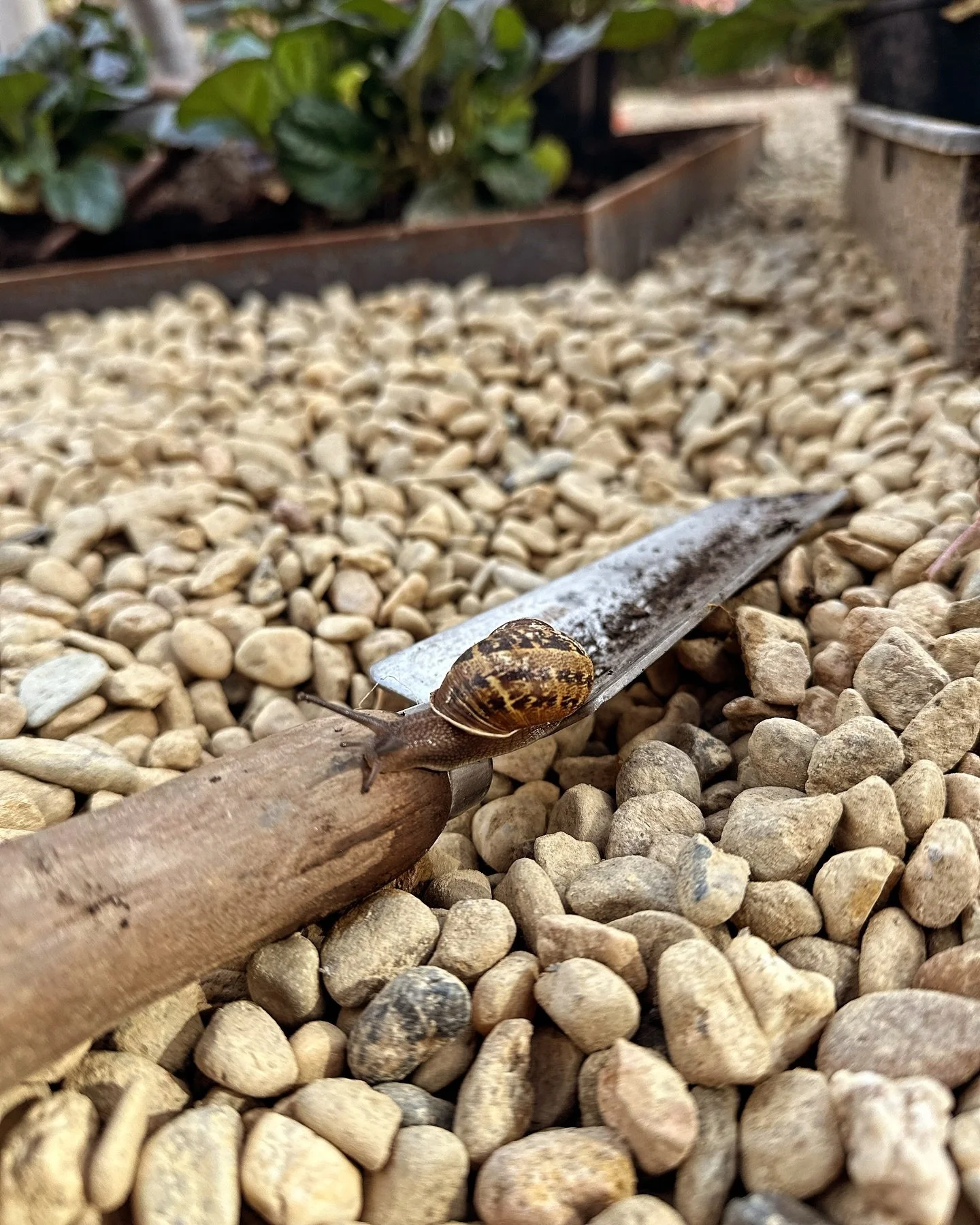 Perhaps we don&rsquo;t want them eating our plants, but snails are fascinating creatures!