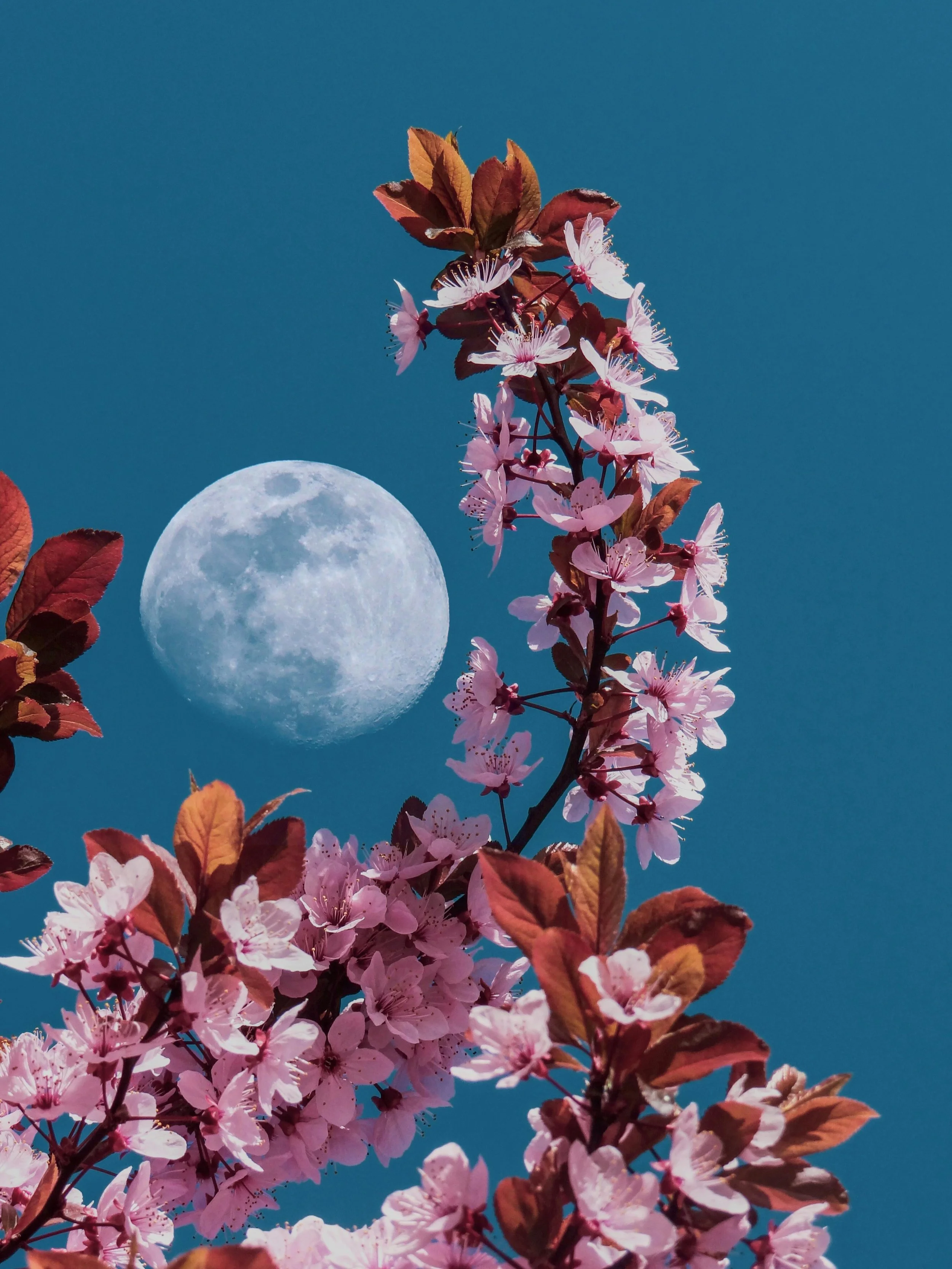 pexels-melih-turkmenoglu-547903136-20888345.jpg