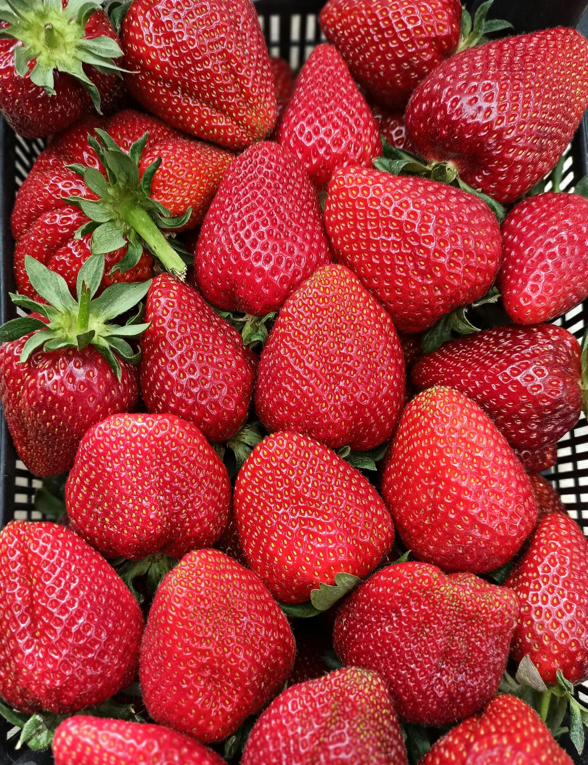Why Your Body Craves Red Fruit in Late Spring: The Root Science of Strawberries, Blood Building, and Seasonal Repair