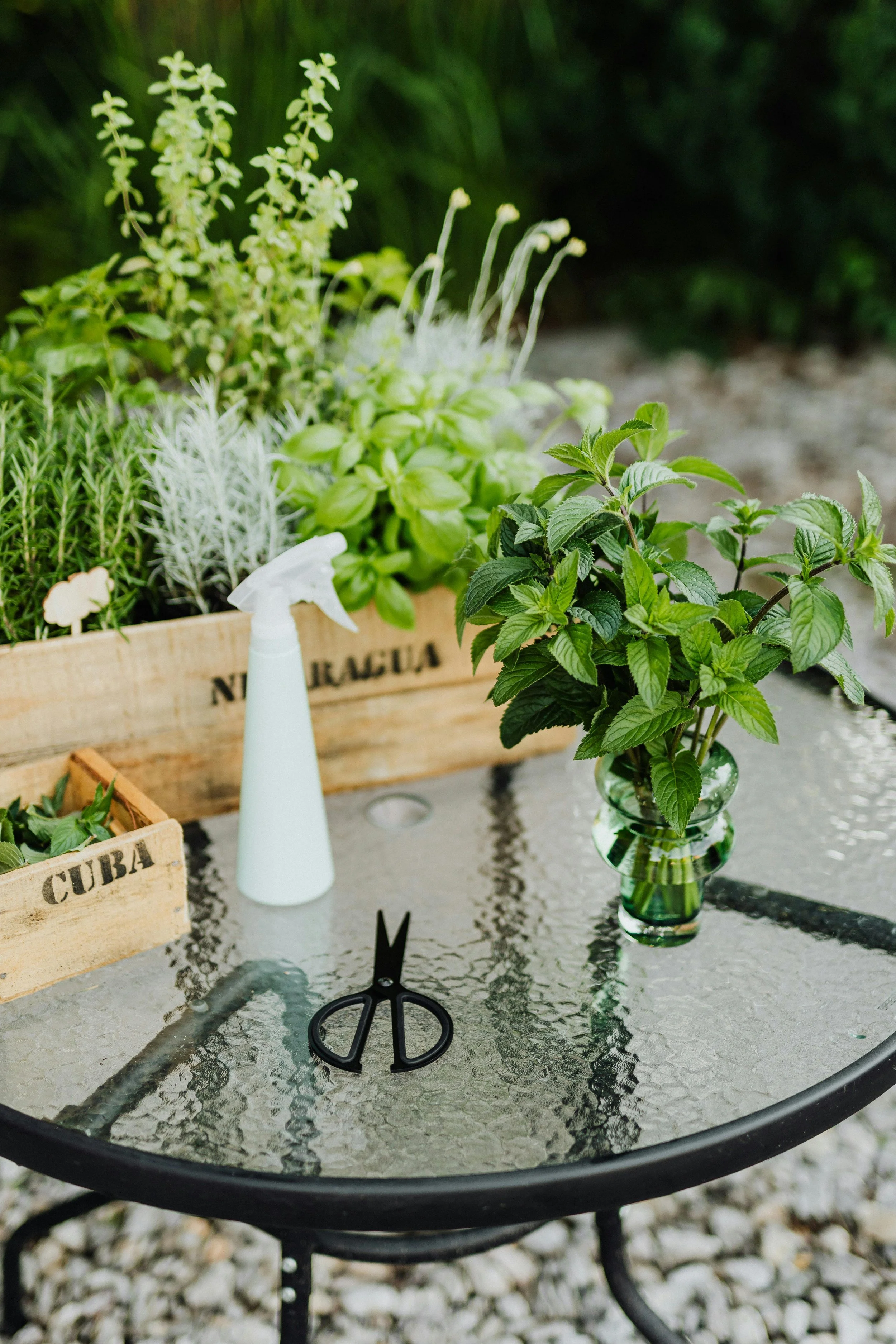 The Late Spring House Potion: A Rose, Mint, and Lemon Balm Cooling Spray for Calm and Clear Energy