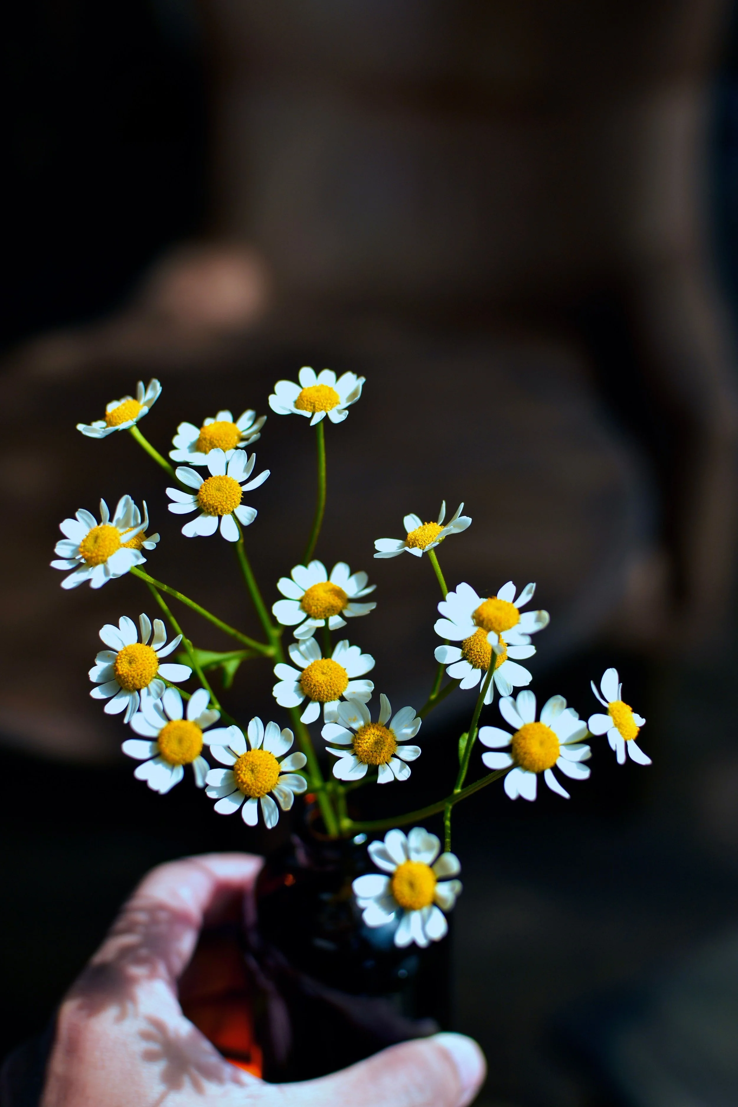  The Language of Wildflowers