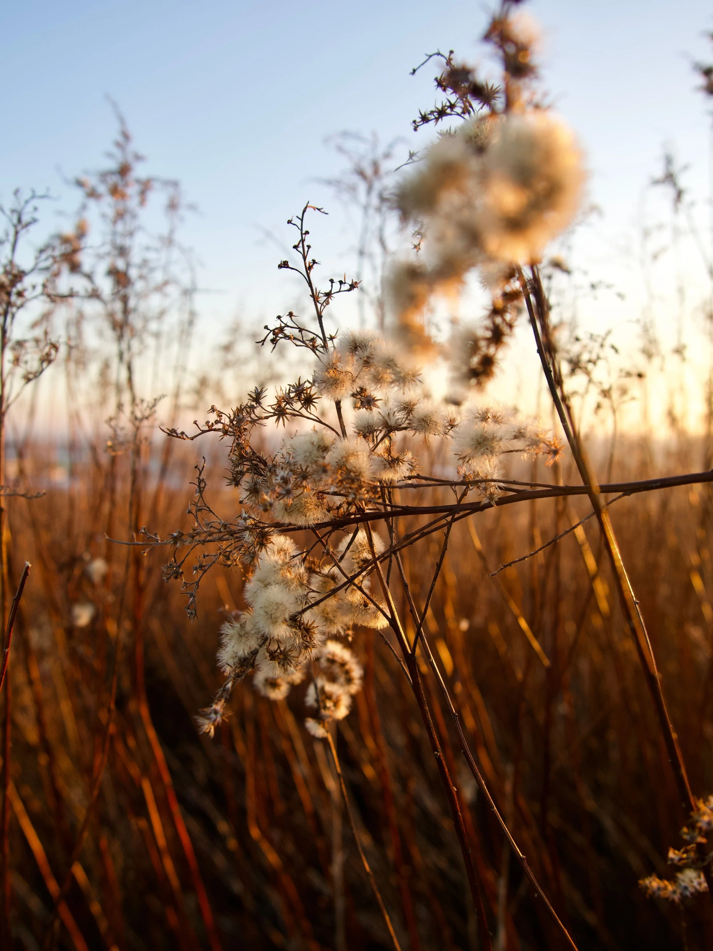 POETRY | Amy Lowell and the Sacred Beauty of Late September