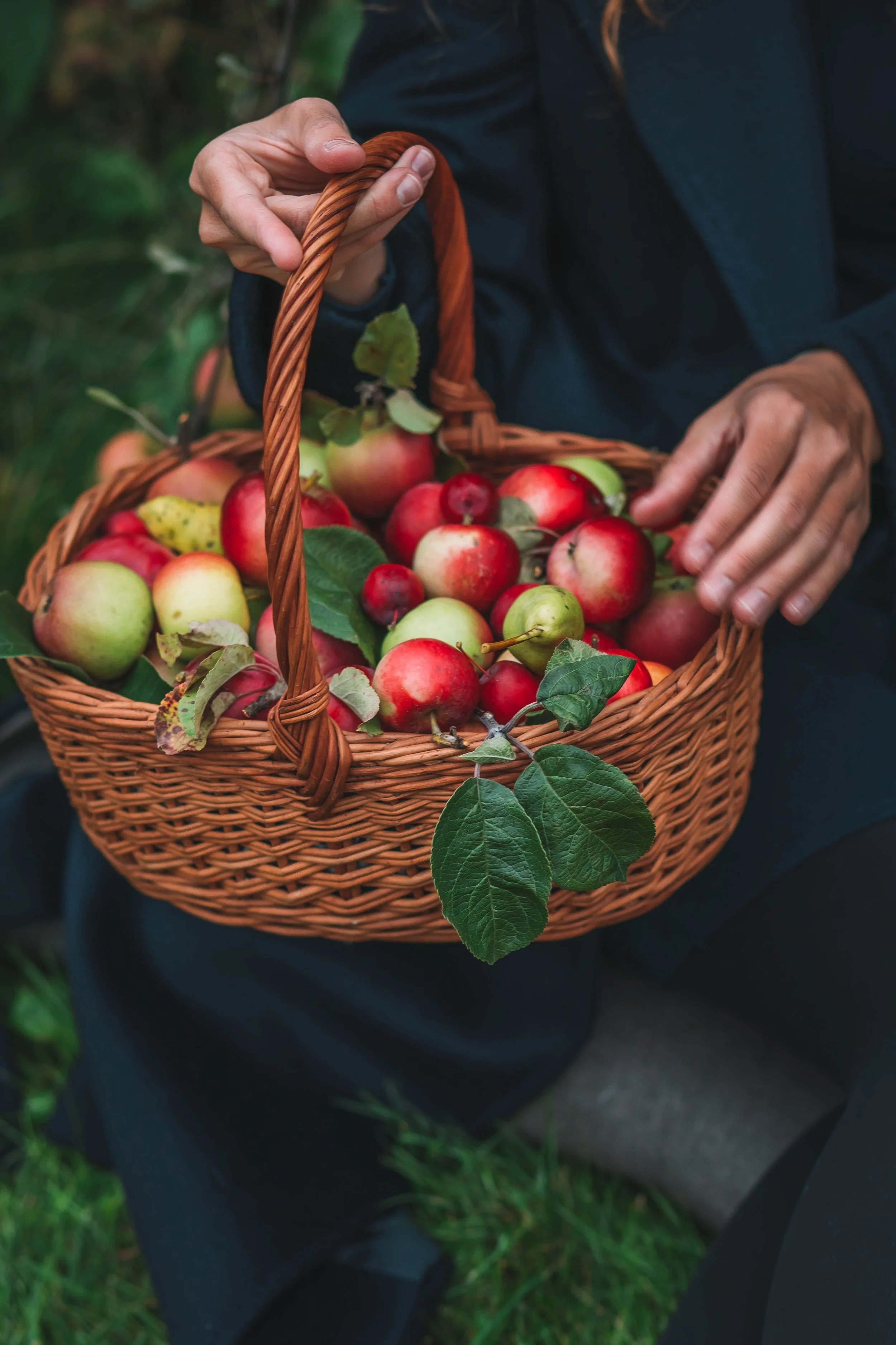 ROOT SCIENCE | The Apple at the Equinox: Medicine, Folklore and the Science Inside Autumn’s Most Symbolic Fruit