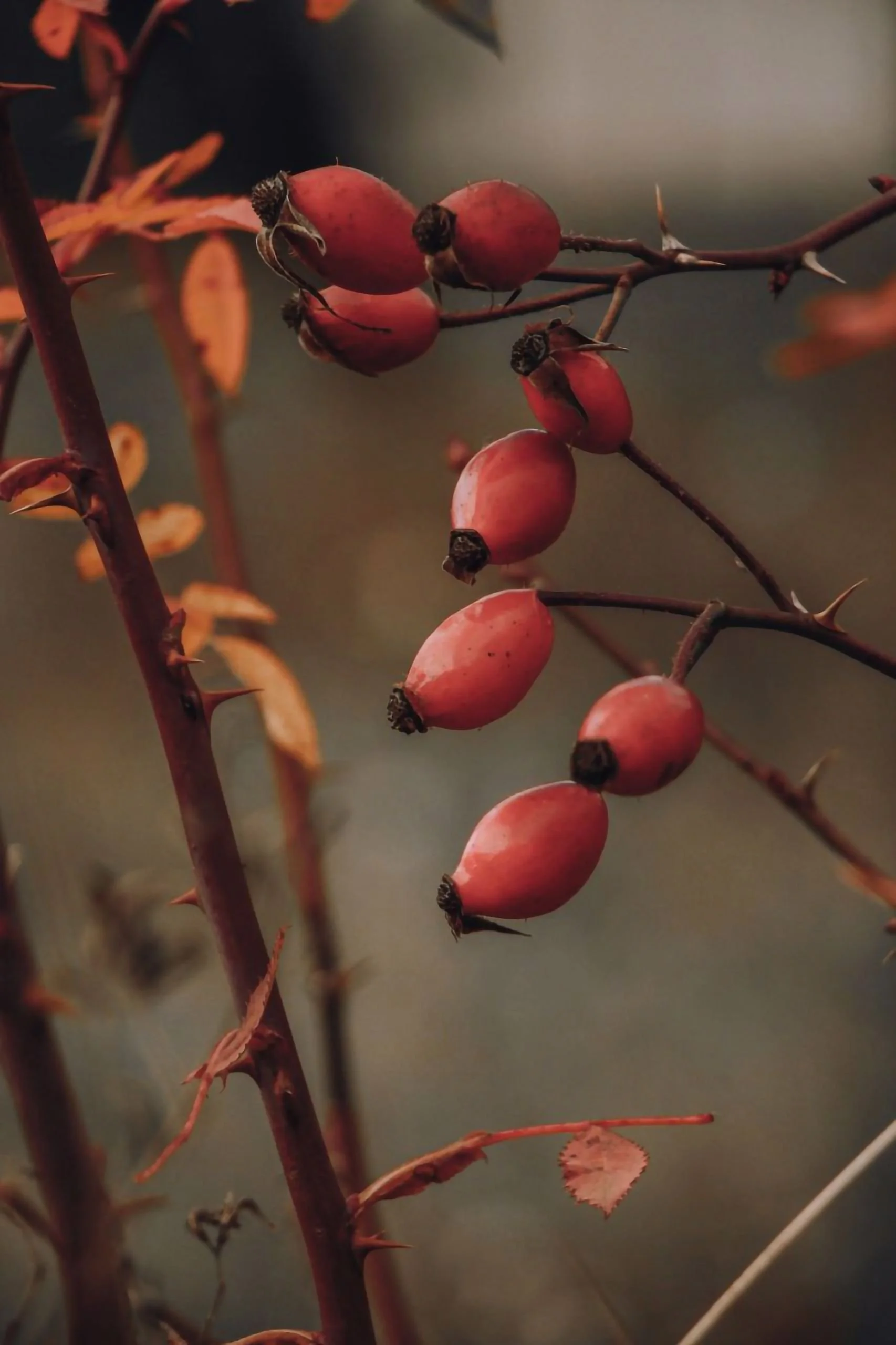 ROOT SCIENCE | Before the Frost: What Autumn Harvesting Does to the Plants We Preserve