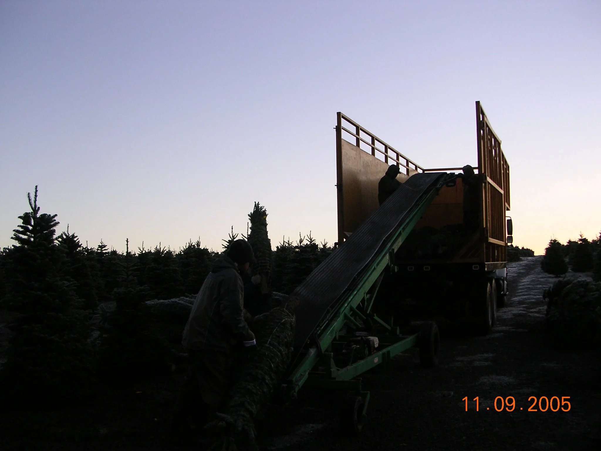 People loading a Christmas tree onto a truck using a conveyor belt during dusk.