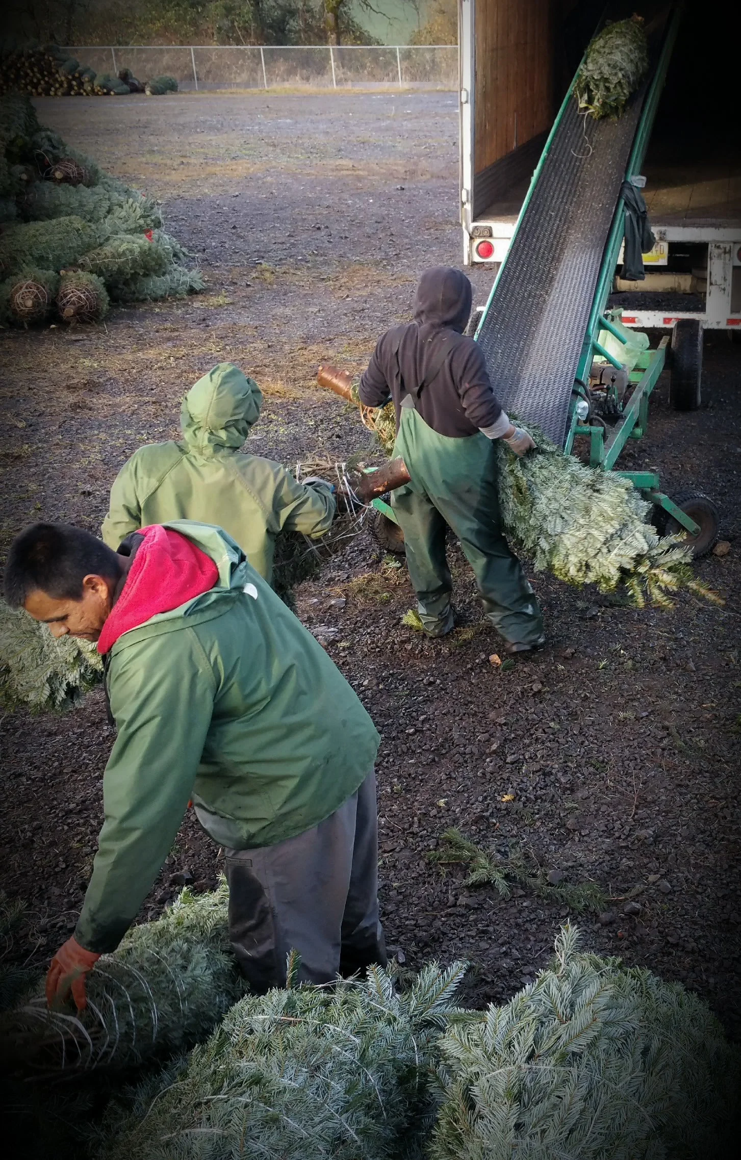Three men are loading freshly cut Christmas trees onto a truck. They are dressed in work clothes and are outdoors on a gravel lot with Christmas trees on the ground.