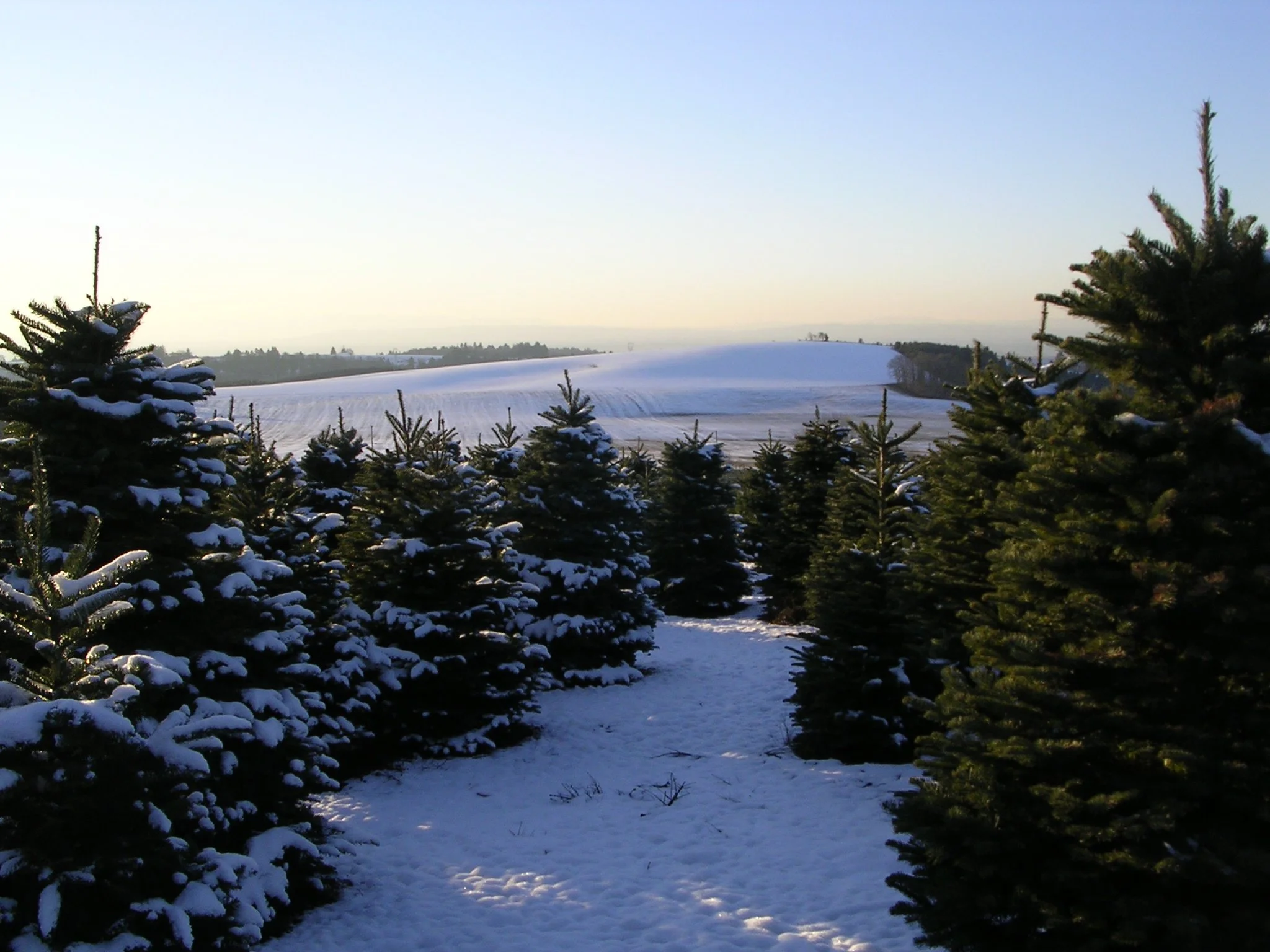 Snow-covered evergreen trees in a countryside landscape with a snow-covered hill in the background, under a clear sky.