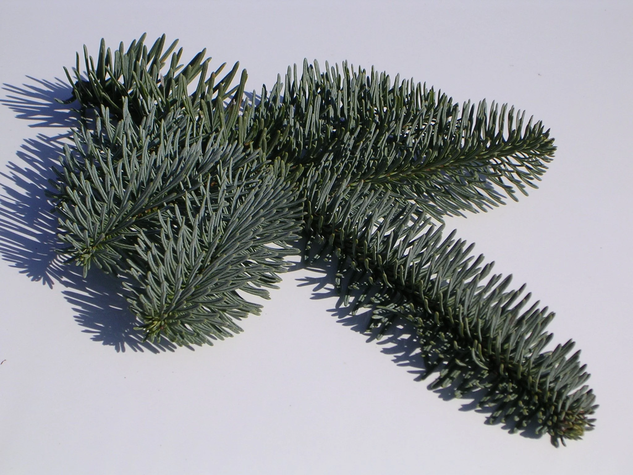 A pine branch with green needles casting shadows on a white surface.