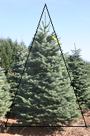 A large evergreen tree outdoors.
