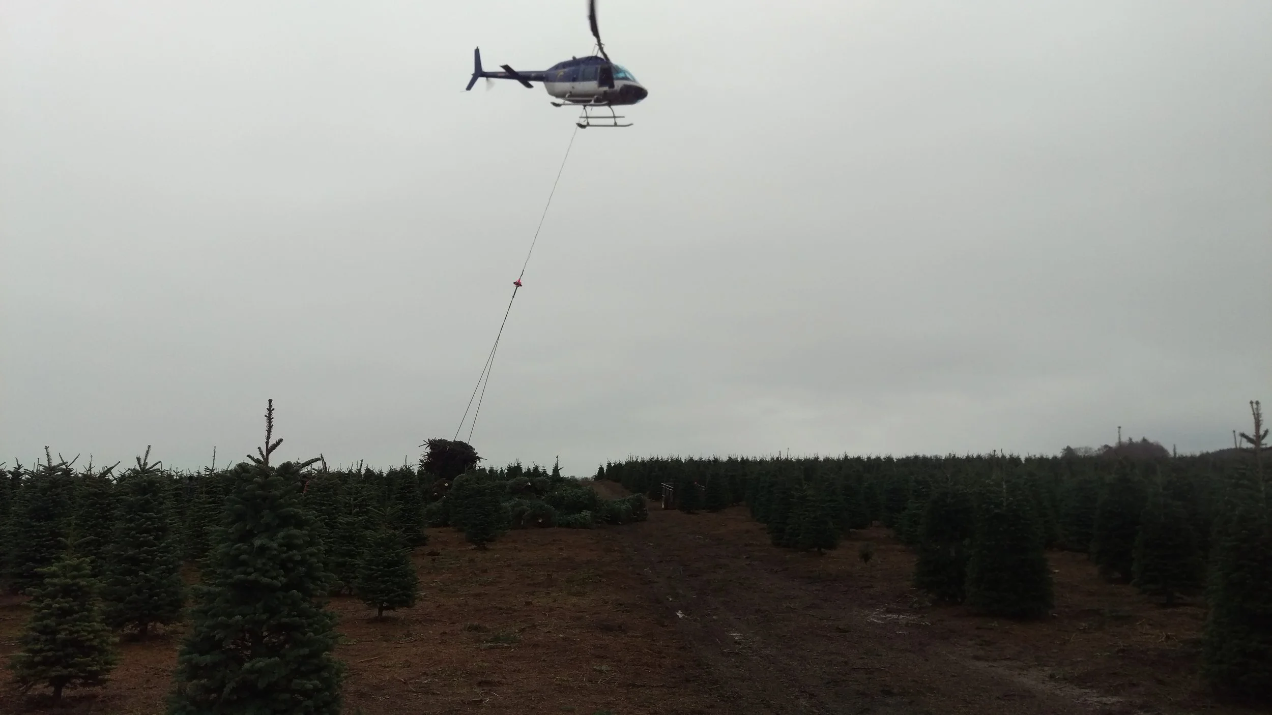 A helicopter flying over a Christmas tree farm, pulling a large tree with a rope.