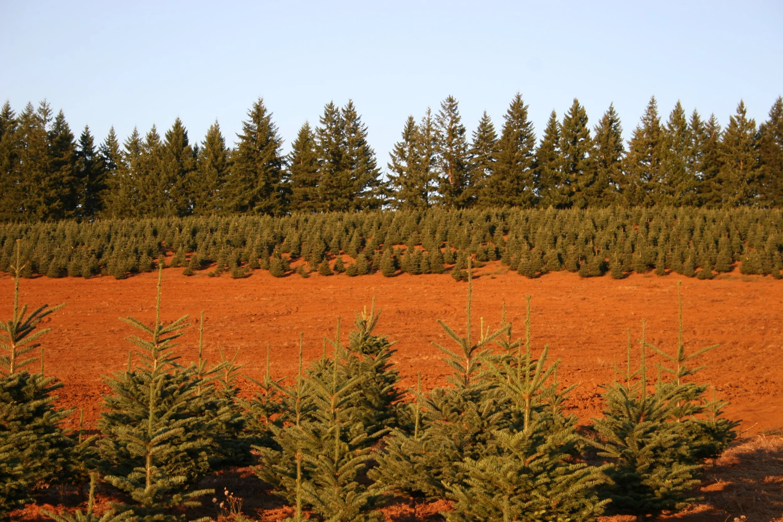 Rows of young Christmas trees planted in reddish soil, with mature trees in the background under a clear sky.