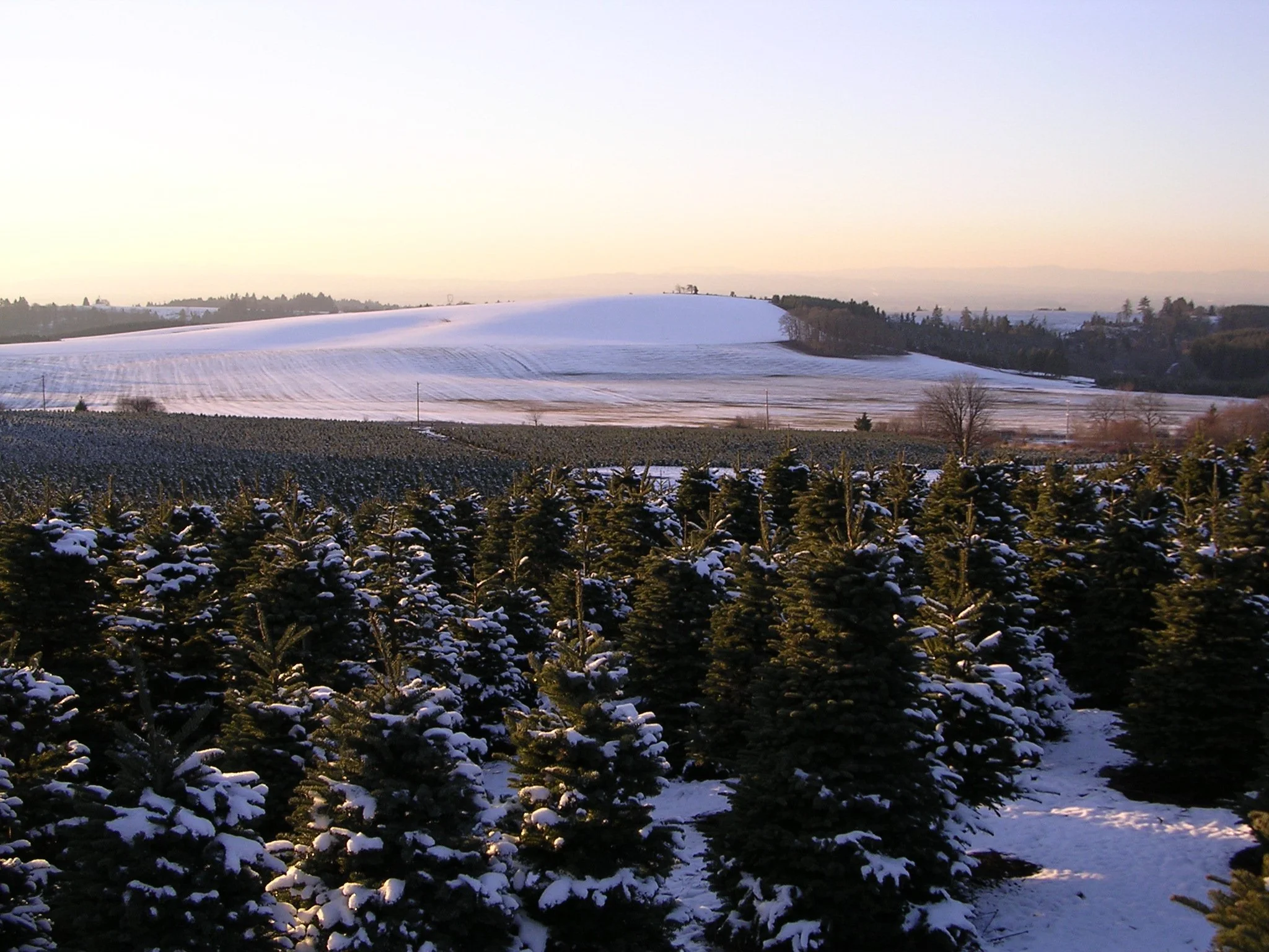 Snow-covered pine trees in foreground with fields and rolling hills covered in snow in the background