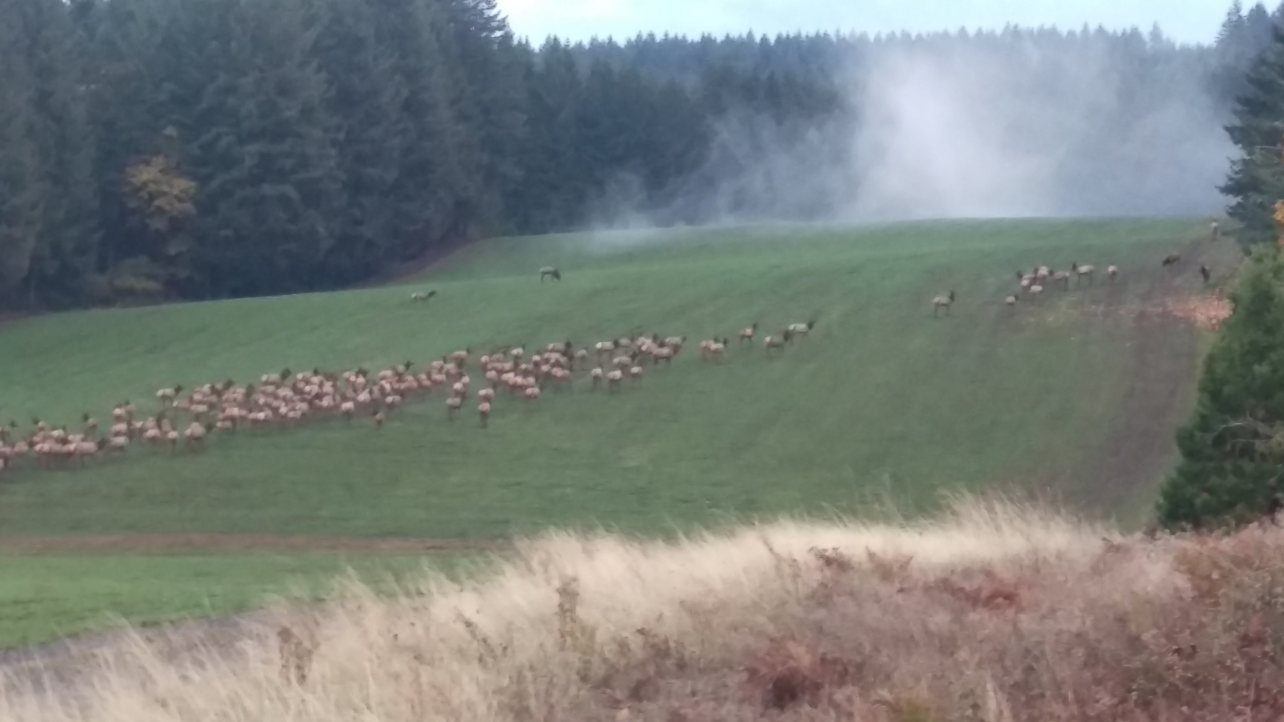 A hillside with green grass, a herd of sheep grazing, and trees in the background with smoke or mist above.