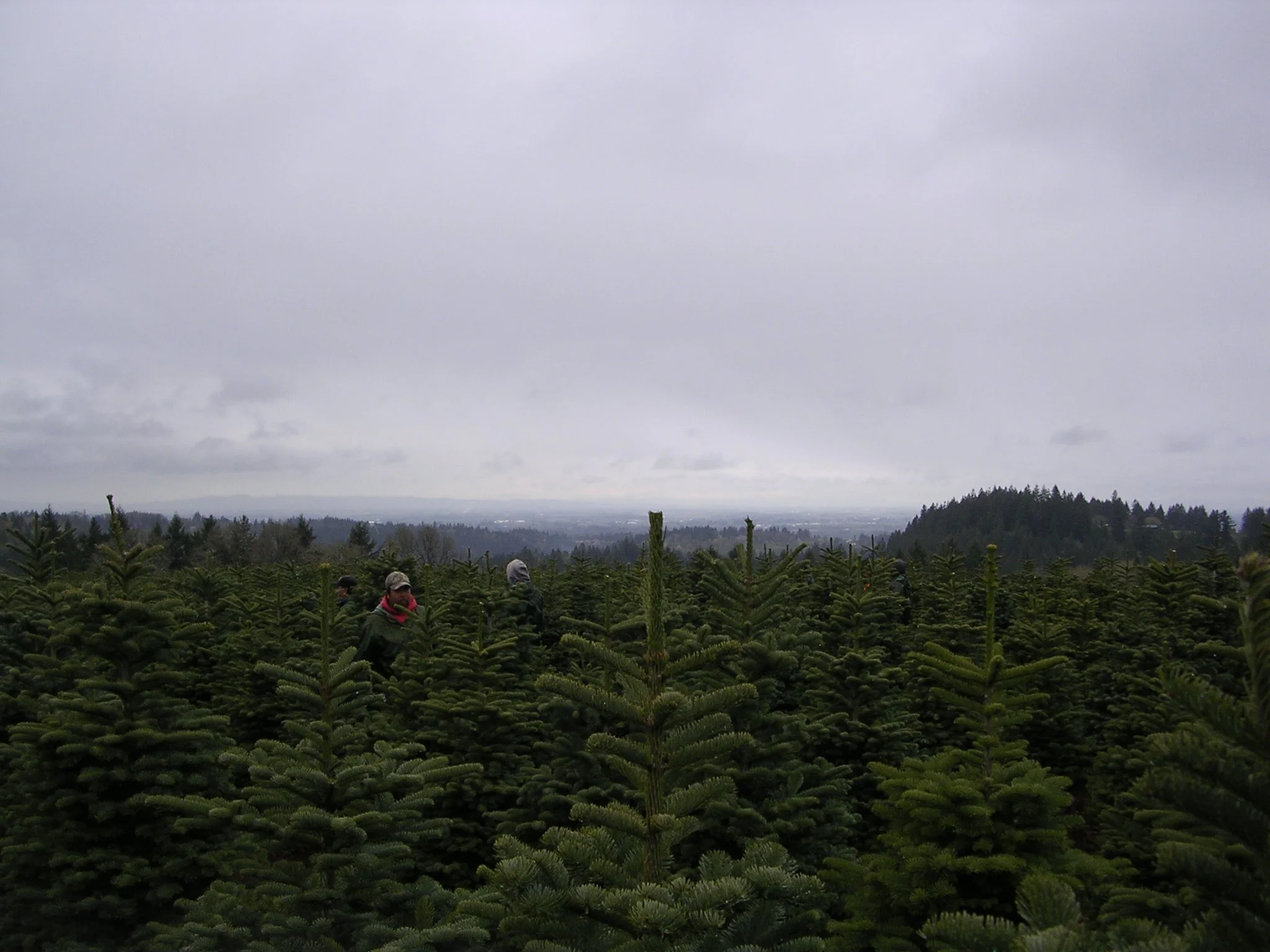 A group of people walking through a dense evergreen Christmas tree farm on a cloudy day.